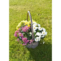 Plantiflor Chrysanthemen-Busch Trio Topf- Durchmesser 19 cm