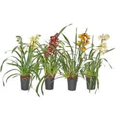 Plantiflor Cymbidium Topf Durchmesser 14 cm