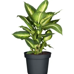 Plantiflor Dieffenbachia Topf- Durchmesser 17 cm