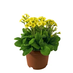 Plantiflor Echte Schlüsselblume Topf Durchmesser 11 cm