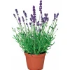 Plantiflor Echter Lavendel Topf- Durchmesser 11 cm