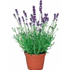 Plantiflor Echter Lavendel Topf- Durchmesser 11 cm