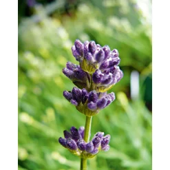 Plantiflor Echter Lavendel Topf- Durchmesser 11 cm