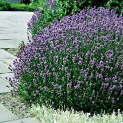 Plantiflor Echter Lavendel Topf- Durchmesser 11 cm