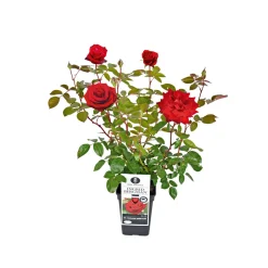 Plantiflor Edel-Duftrose rot Topf 23 cm
