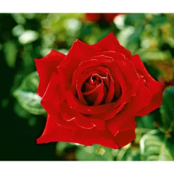 Plantiflor Edel-Duftrose rot Topf 23 cm