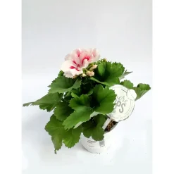 Plantiflor Edelgeranie 2-farbig weiß-mix T12