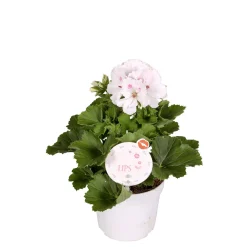 Plantiflor Edelgeranie Topf- Durchmesser 12 cm