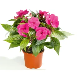 Plantiflor Edellieschen T12 versch Farben