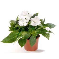 Plantiflor Edellieschen T12 versch Farben