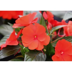 Plantiflor Edellieschen T12 versch Farben