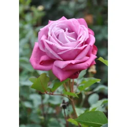 Plantiflor Edelrose Lila Topf Durchmesser 19 cm