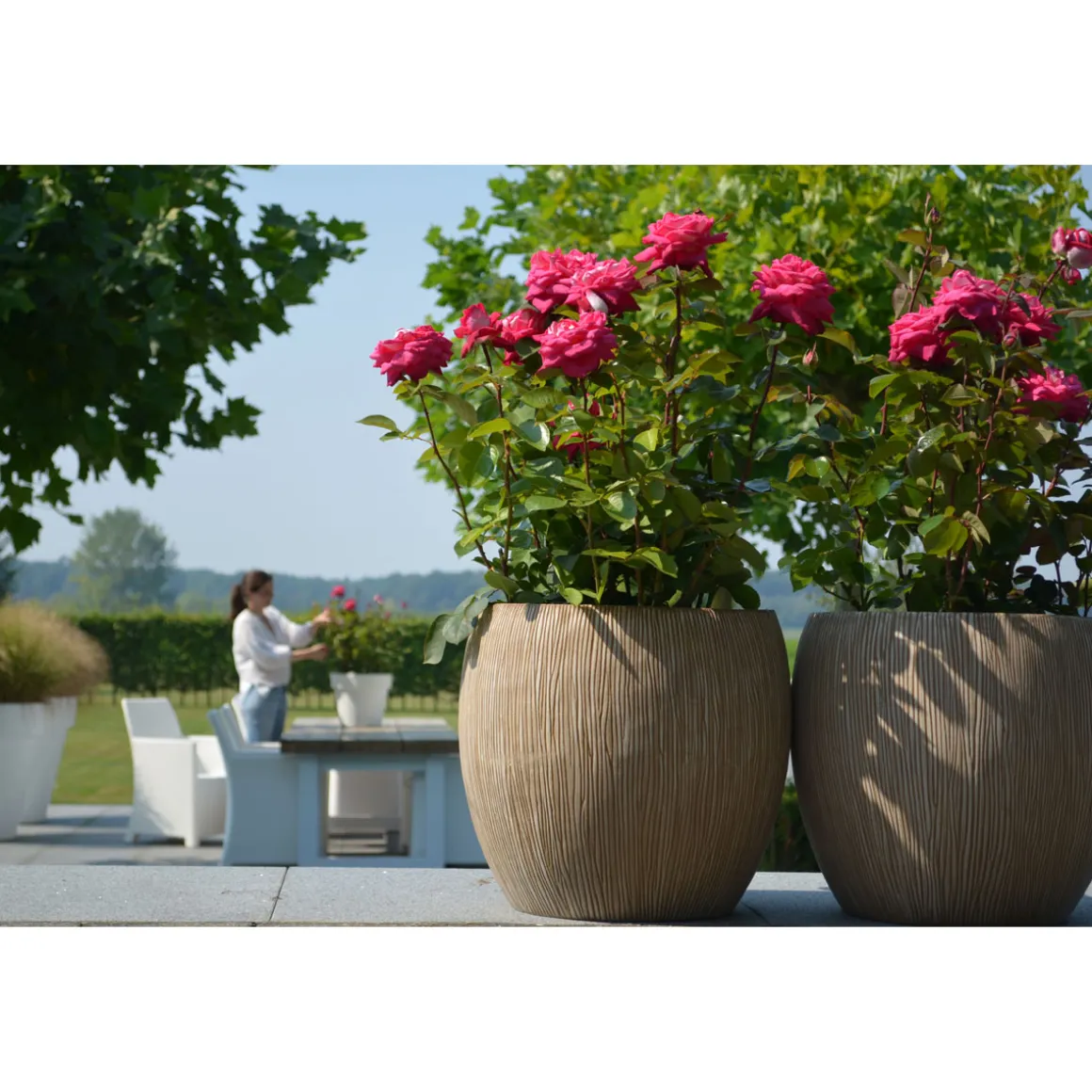 Plantiflor Edelrose Parfum de nature Topf Durchmesser 19 cm