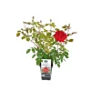 Plantiflor Edelrose rot Topf- Durchmesser 19 cm