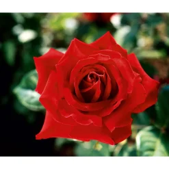 Plantiflor Edelrose rot Topf- Durchmesser 19 cm