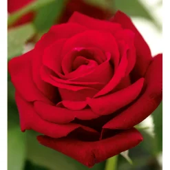 Plantiflor Edelrose rot Topf- Durchmesser 19 cm