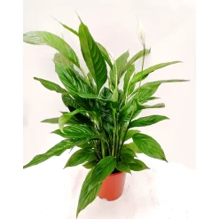 Plantiflor Einblatt T17