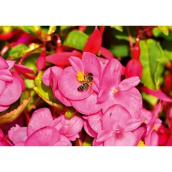 Plantiflor Eisbegonie Topf Durchmesser 10,5 cm