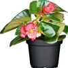 Plantiflor Eisbegonie Topf Durchmesser 9 cm
