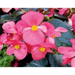 Plantiflor Eisbegonie Topf Durchmesser 9 cm