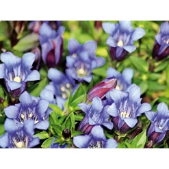 Plantiflor Enzian blau Topf- Durchmesser 10,5 cm