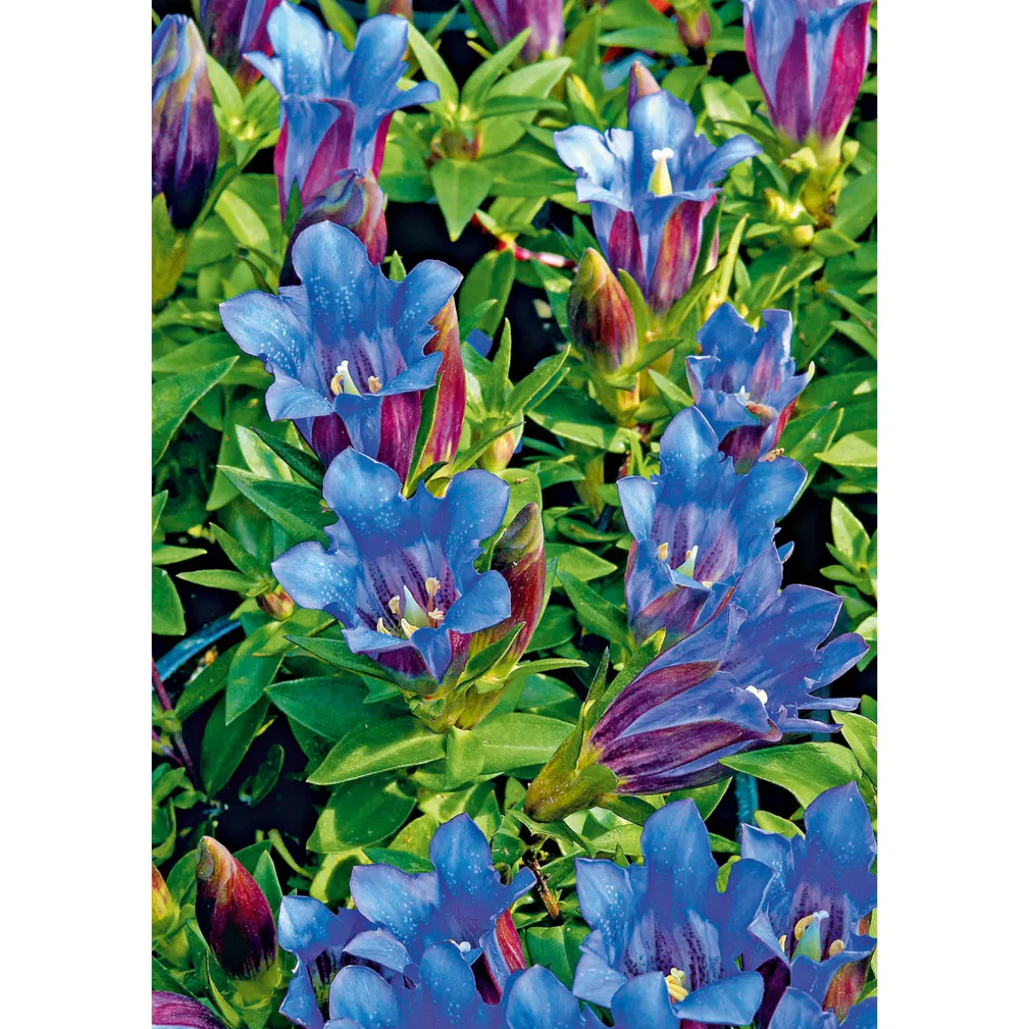 Plantiflor Enzian blau Topf- Durchmesser 10,5 cm