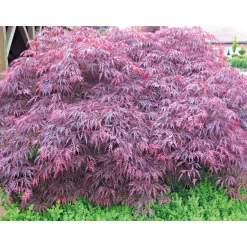 Plantiflor Fächerahorn im Topf Durchmesser 19 cm