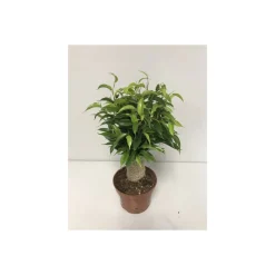 Plantiflor Ficus Natasja mit Stamm T12