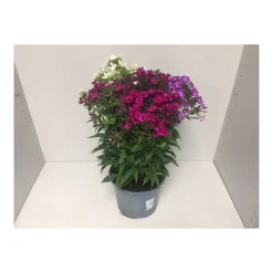 Plantiflor Flammenblume 3-farbig Lila