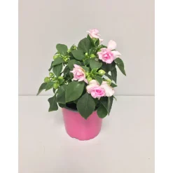 Plantiflor Fleißiges Lieschen Double Fiesta T12