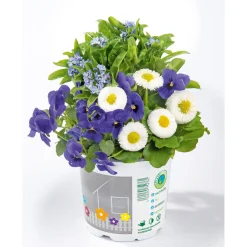 Plantiflor Frühlings-Mix Topf Durchmesser 13 cm