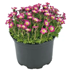 Plantiflor Frühlingsstauden Topf Durchmesser 11 cm