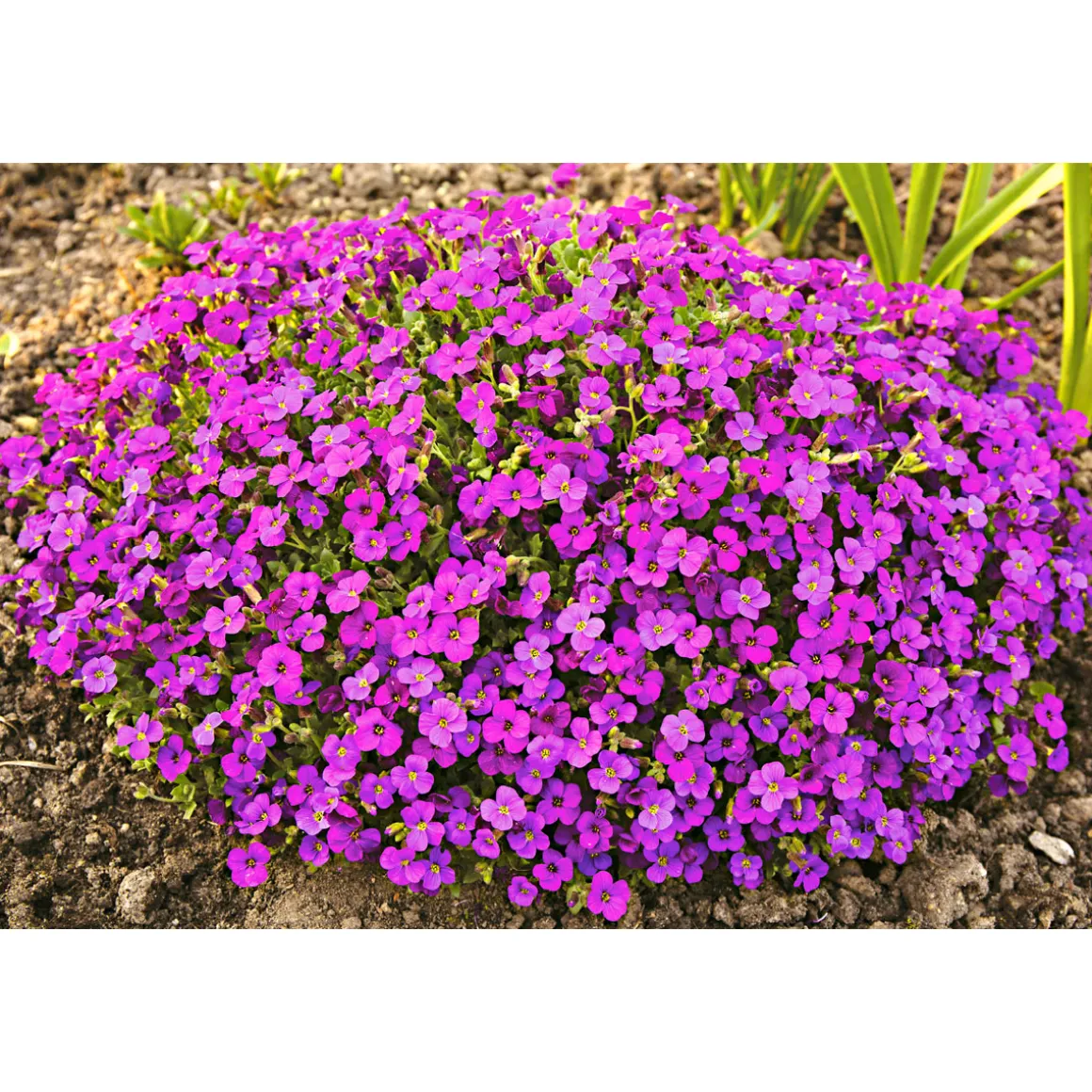 Plantiflor Frühlingsstauden Topf Durchmesser 11 cm