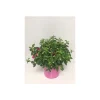Plantiflor Fuchsie Bella T19