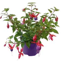 Plantiflor Fuchsie hängend Topf Durchmesser 12 cm