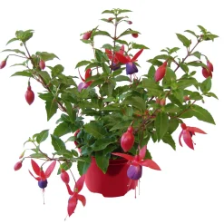 Plantiflor Fuchsie hängend Topf Durchmesser 12 cm