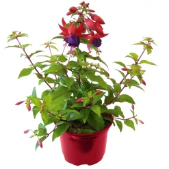 Plantiflor Fuchsie stehend Topf Durchmesser 12 cm