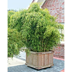 Plantiflor Gartenbambus Fargesia Schirmbambus Topf Durchmesser 23 cm
