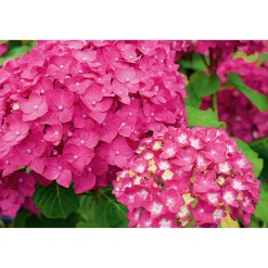 Plantiflor Gartenhortensie Macrophylla Topf- Durchmesser 17 cm