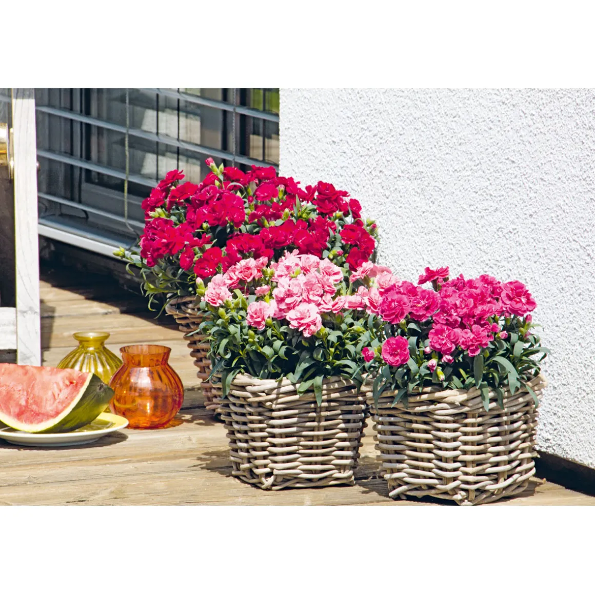 Plantiflor Garten-Nelke Topf Durchmesser 12 cm