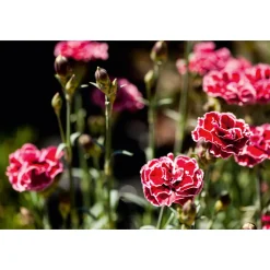 Plantiflor Garten-Nelke Topf Durchmesser 12 cm