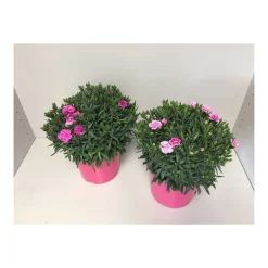 Plantiflor Gartennelke verschiedene Farben T17
