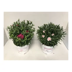 Plantiflor Gartennelke verschiedene Farben T17