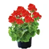 Plantiflor Geranie stehend im Topf Durchmesser 10,5 cm