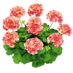 Plantiflor Geranie stehend im Topf Durchmesser 10,5 cm