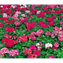 Plantiflor Geranie stehend im Topf Durchmesser 10,5 cm