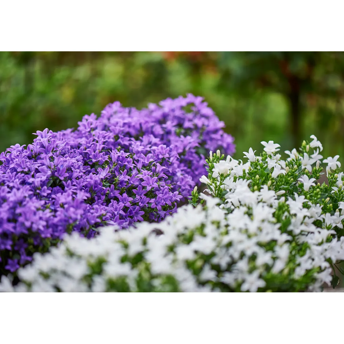 Plantiflor Glockenblume blau Topf 11 cm