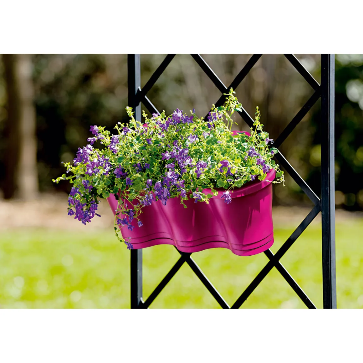 Plantiflor Glockenblume blau Topf 11 cm