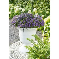 Plantiflor Glockenblume blau Topf 11 cm