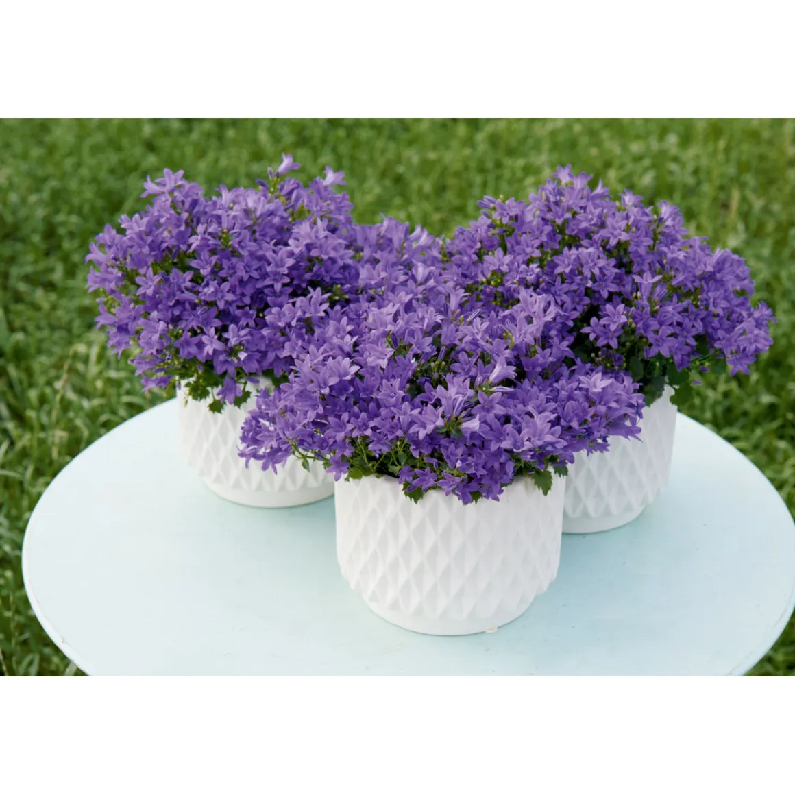 Plantiflor Glockenblume blau Topf 11 cm